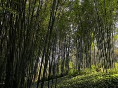 -云溪植物园