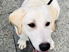 -翊宠yipet猫狗购宠庄园犬舍•猫舍