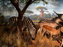 -陕西自然博物馆