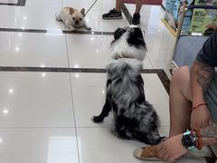 -派美特宠物医院·核磁CT·骨科肿瘤·疑难转诊(沈农禾丰店)