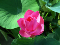 -莲花池公园