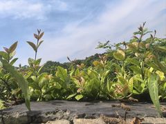 -虞山城墙
