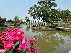 -鹅湖玫瑰文化园