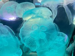 -青岛海底世界-水族馆