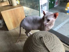 -more than meow吴止猫主题餐厅(承德 中船汇店)