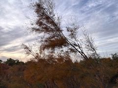 -金塔沙漠胡杨林景区