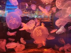 -石家庄海洋公园