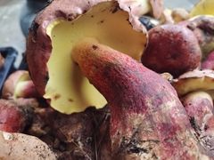 -双喜农庄·菌香园(安居家园店)