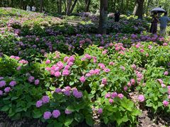 -上海共青森林公园