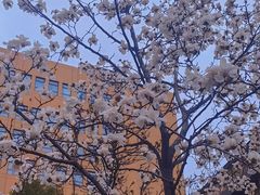 -羊山湖公园