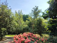 -西双版纳原始森林公园