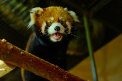 -Zoolung Zoolung动物主题公园(海信广场店)