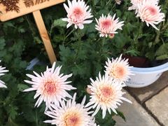 -天怡·鱼工厂(临江店)