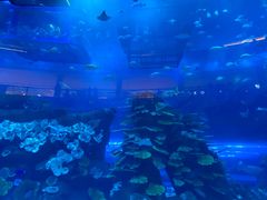 -迪拜水族馆及水下动物园