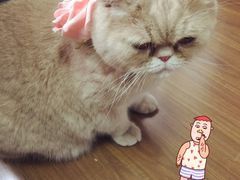 -1013 PET SHOP 宠物商店(近铁城市广场店)