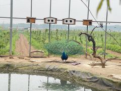 -河北村民俗体验园
