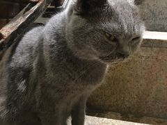 -more than meow吴止猫主题餐厅(承德 中船汇店)