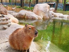 -北京野生动物园