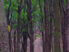 -火炉山森林公园