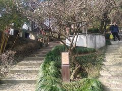 -香雪海