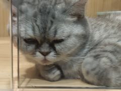 -屋虎猫馆(宝安大仟里店)