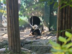 -中国大熊猫保护研究中心雅安碧峰峡基地