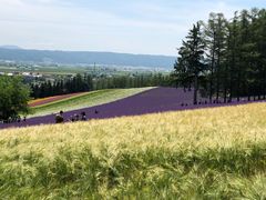 -富田农场