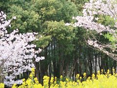 -顾村公园