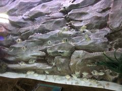 -芜湖新华联大白鲸海洋公园