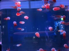 -欢乐海岸海洋奇梦馆