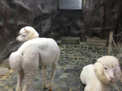 -上海大自然野生昆虫馆(东方明珠·爬宠昆虫探索中心)