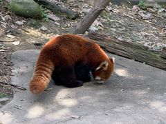 -都江堰中华大熊猫苑