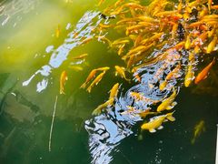 -南宫五洲植物乐园