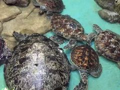-重庆欢乐海底世界