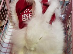 -猫色咖啡·猫咖