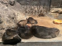 -皇家海洋乐园
