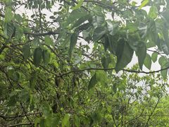 -雪霁山庄·合肥地标老字号