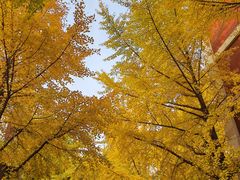 -三里屯东五街银杏大道