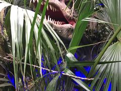 -呀路古热带植物园