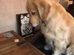 -百好乐宠物友好餐厅(朝外大街店)