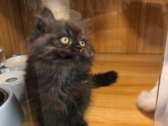 -袖虎宠物·金渐层缅因猫舍(灵芝店)