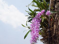 -大树秋千