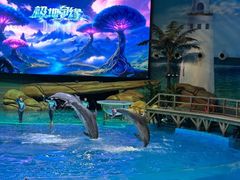 -海合安武汉极地海洋公园