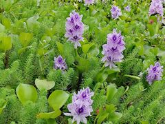 -白鹭湾湿地公园