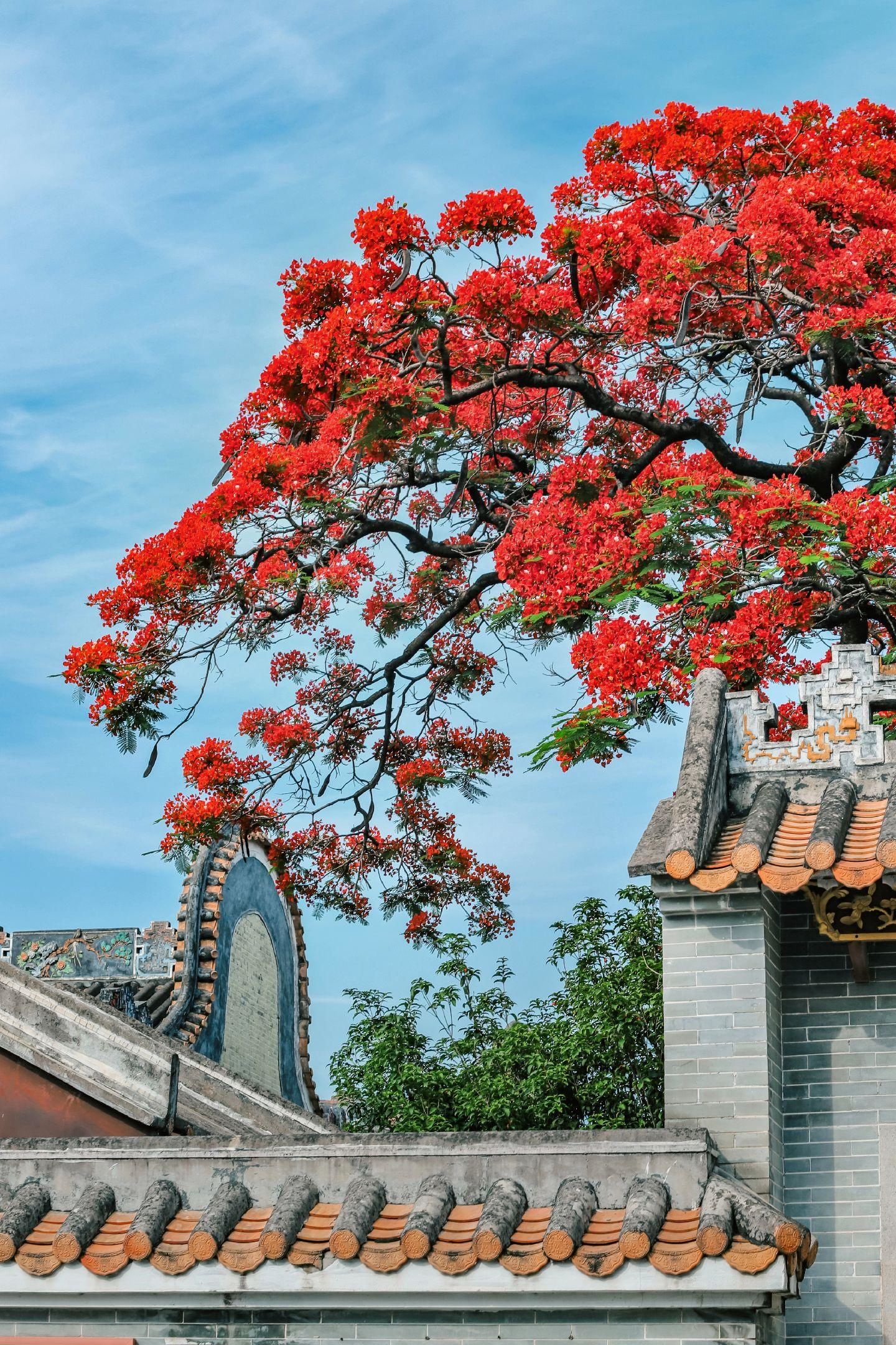 岭南古建筑与凤凰花绝美邂逅