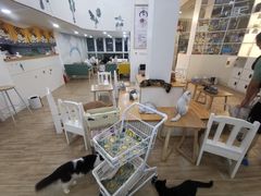 -李小姐の猫咖啡馆(五角场店)