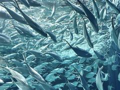 -上海海洋水族馆