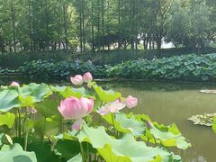 -陈家山荷花公园