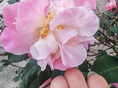 -烟桥古村