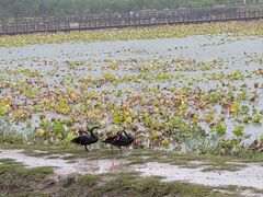 -天津东丽湖风景区
